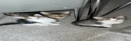 Mixed Breed cats for sale: 4 kittens  - Advert 27