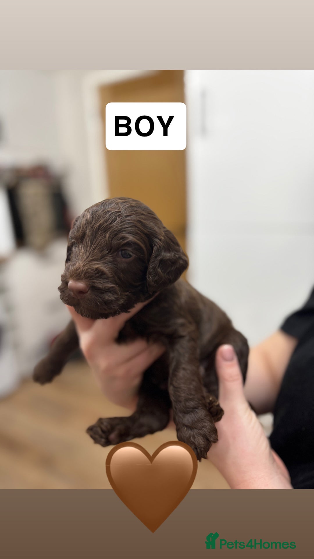 Cockapoo dogs for sale: Cockapoos - Advert 8