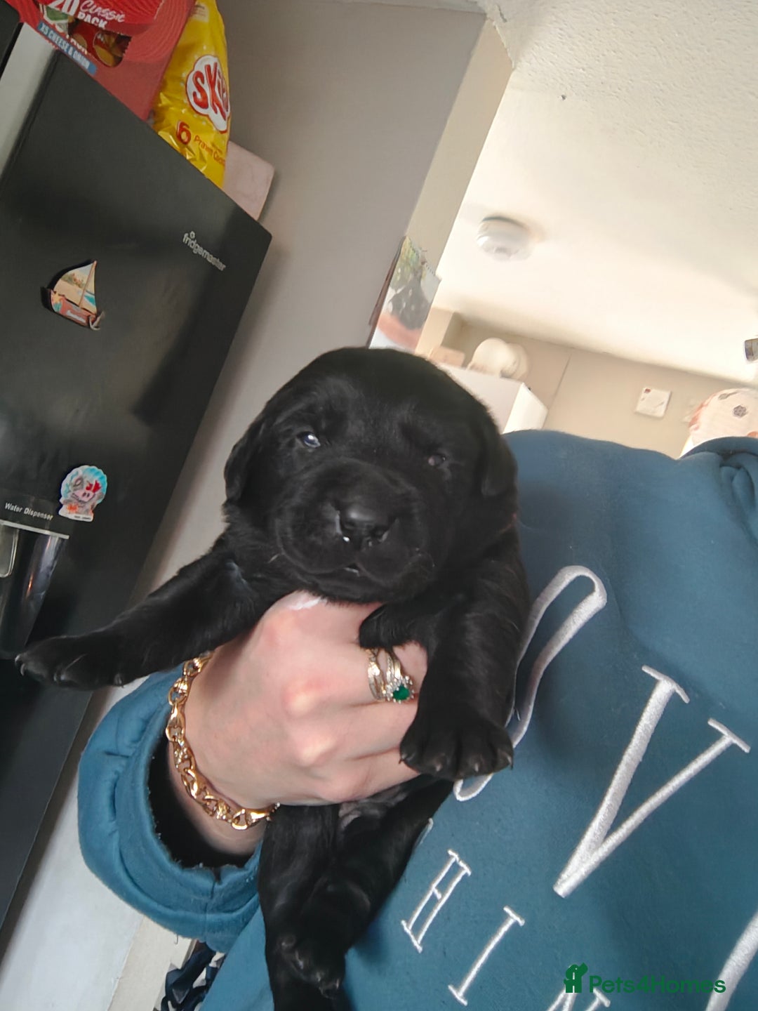 Labrador Retriever dogs for sale: Stunning Labrador pups - Advert 5