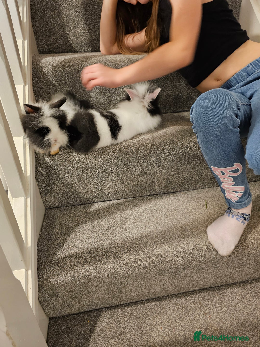 Lionhead rabbits for sale: Mini Lionhead rabbits for sale (male and female) - Image 5