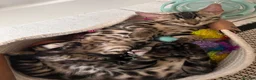 Bengal cats for sale: Beautiful Bengal Kittens, Ready now  - Advert 11