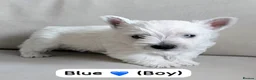 West Highland Terrier dogs for sale: Westie pups in Dalkeith - Advert 6