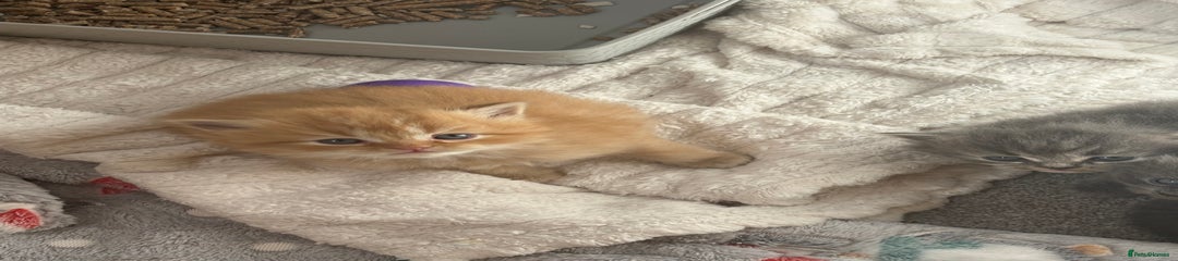 Mixed Breed Kitten 1