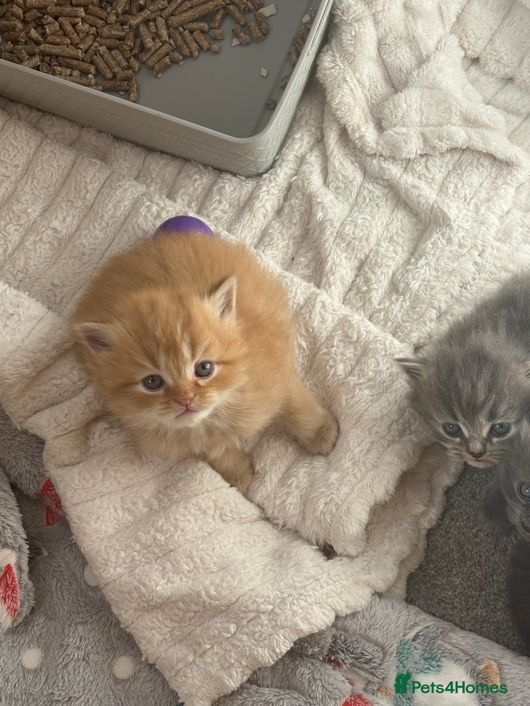 Mixed Breed cats for sale: Beautiful half Persian kittens - Image 2