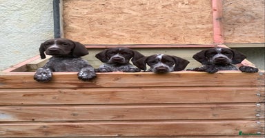 Mixed Breed dogs - Advert 1