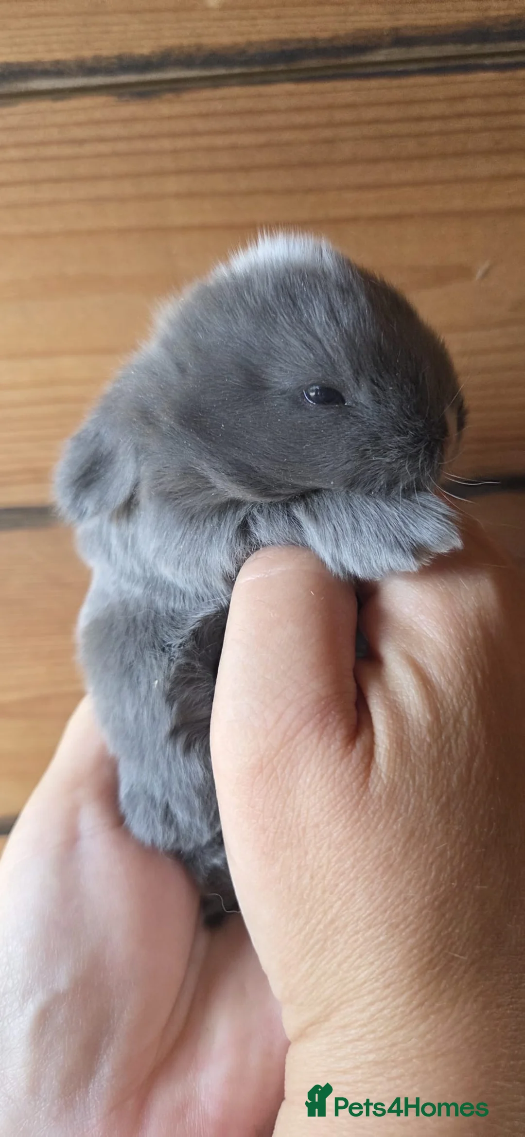 Mini Lop rabbits for sale: Mini Lops  - Advert 1
