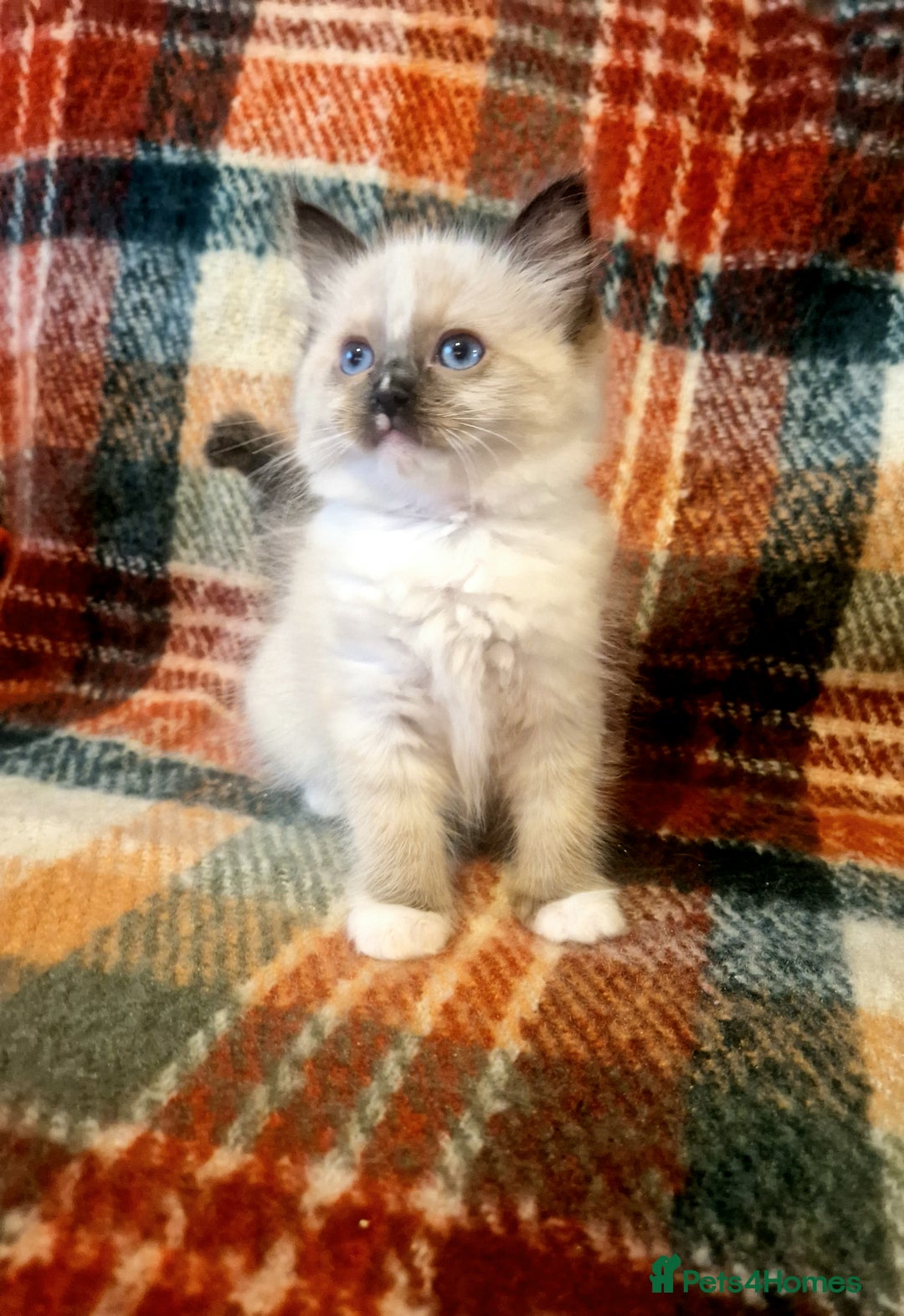 Ragdoll cats for sale: 🥰Fluffdoll Ragdoll Gorgeous Girls 🥰 - Image 5