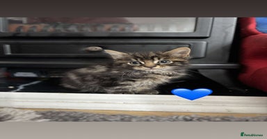 British Longhair cats - Advert 4