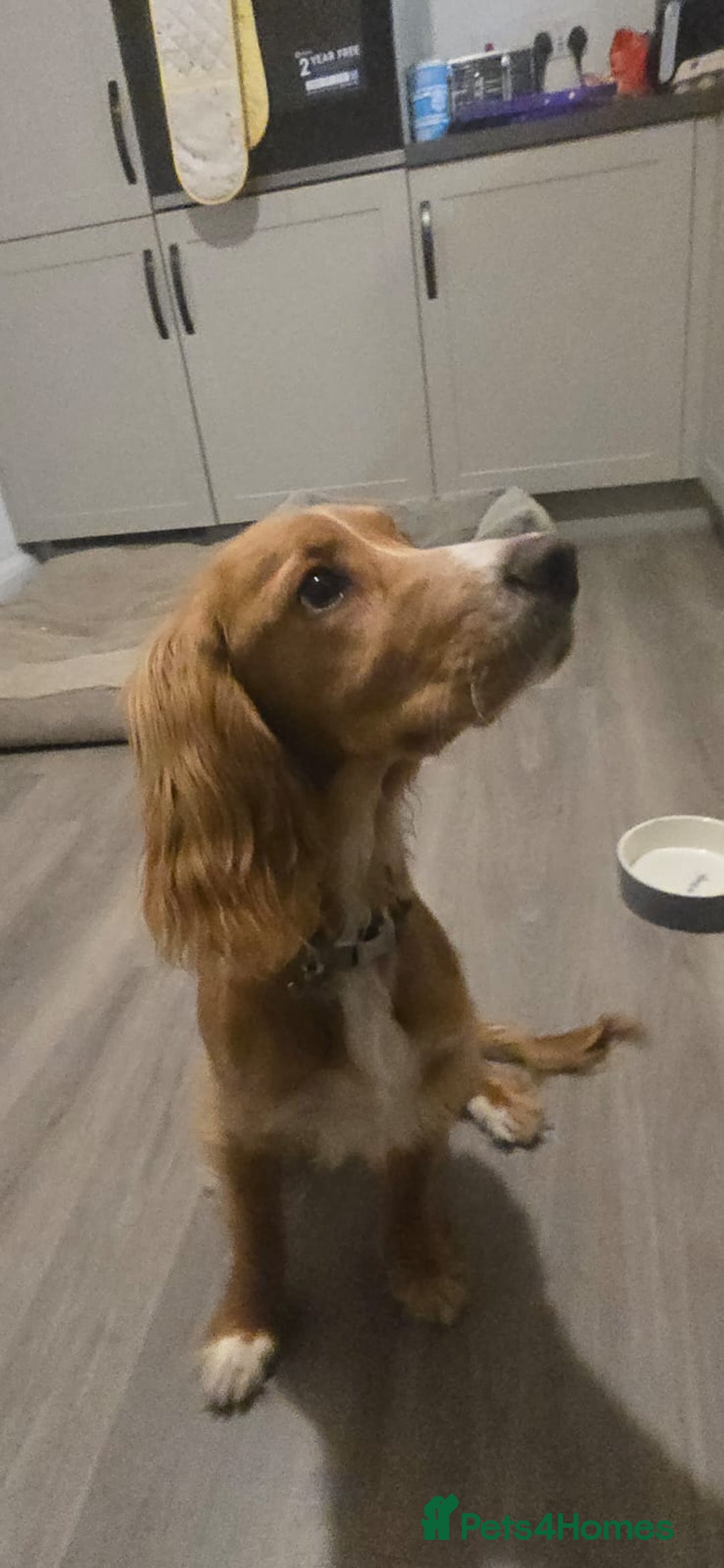 Cocker Spaniel dogs for sale: Red cocker spaniel - Advert 7