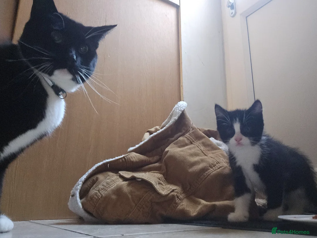 Mixed Breed cats for sale: Last male kitten mainecoon X mixedbreed - Advert 5