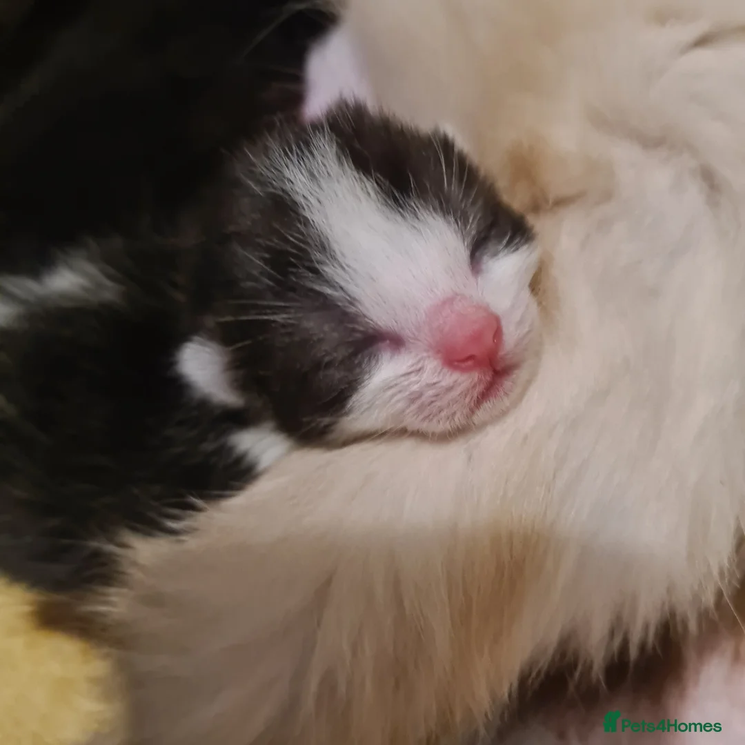 Mixed Breed cats for sale: Beautiful Ragdoll x British Short-haired Kittens in Wisbech - Advert 7