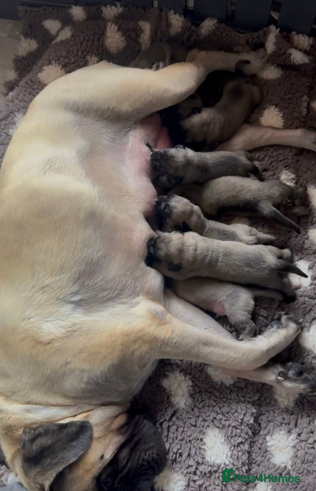 Mastiff dogs for sale: 8 week old kc reg English Mastiff female puppy - Advert 2