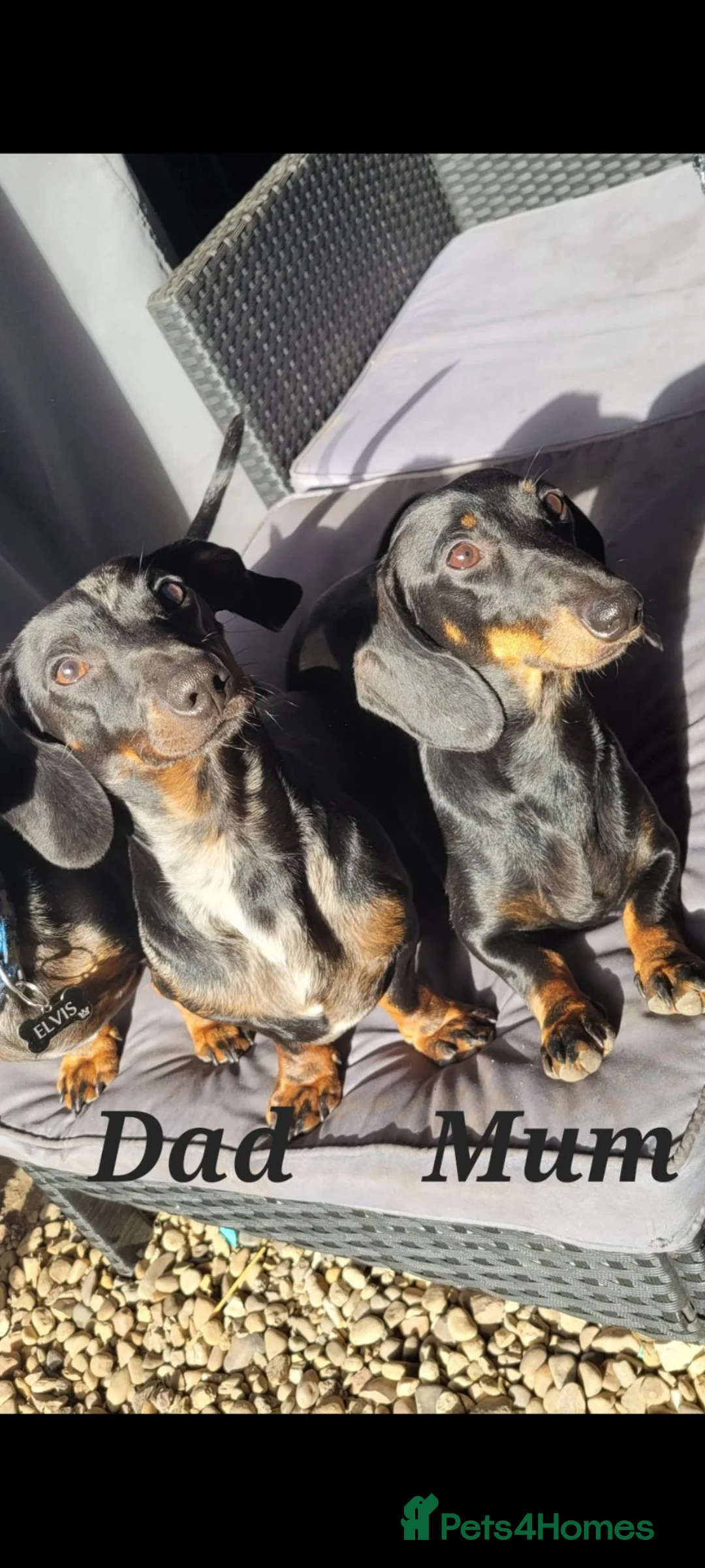 Dachshund dogs for sale: 🐶Chocolate & Cream Dachshund for Sale 🐶 - Advert 11