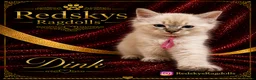 Ragdoll cats for sale: Stunning Ragdoll Kittens for Sale - Advert 6