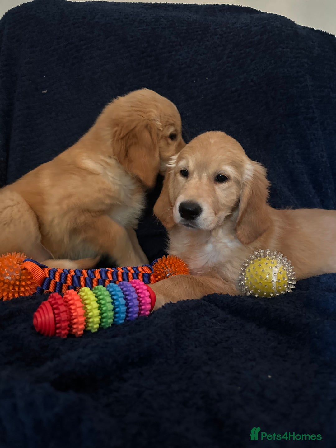 Golden Retriever dogs for sale: Golden retriever puppies🥰 - Image 6