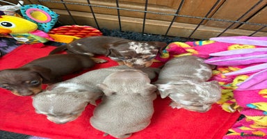Miniature Dachshund dogs - Advert 14