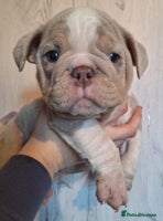 English Bulldog dogs - Advert 4