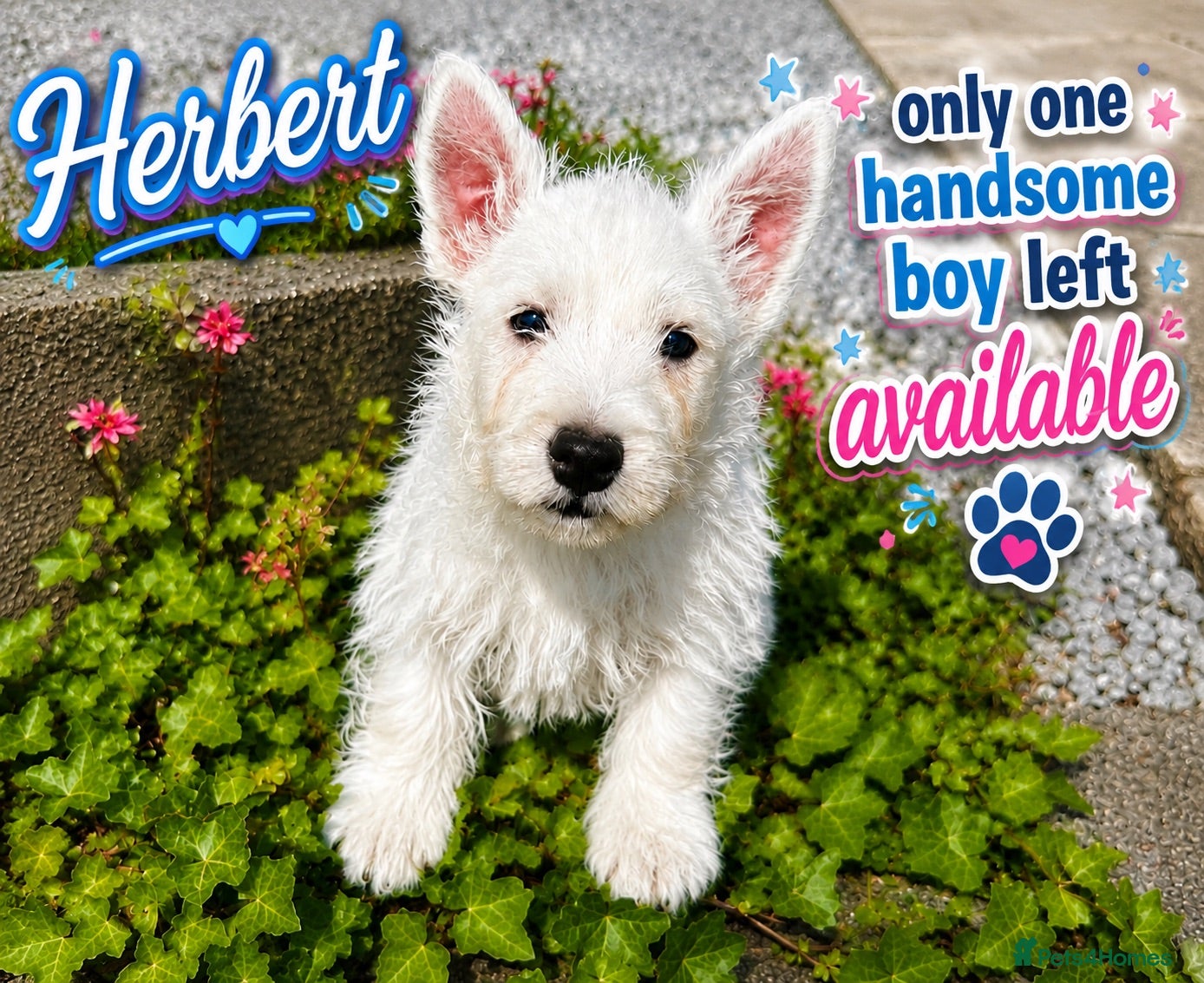 West Highland Terrier dogs Gorgeous West Highland Terrier Puppies - Advert 1