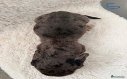 Mixed Breed dogs for sale: Docker dachshund ** paniel puppies  - Image 3