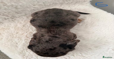 Mixed Breed dogs - Advert 11