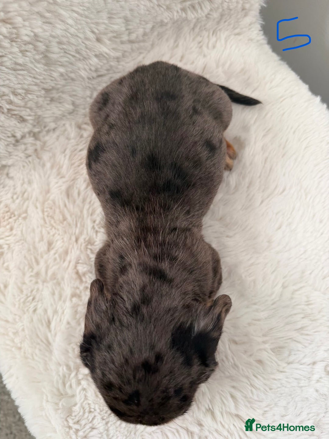 Mixed Breed dogs for sale: Docker dachshund ** paniel puppies  - Image 3