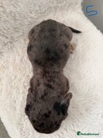 Mixed Breed dogs - Advert 11