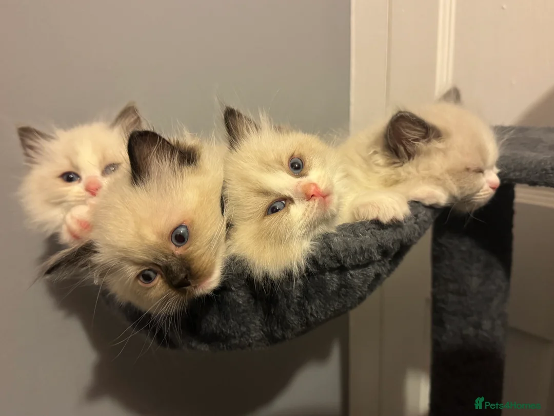 Ragdoll cats for sale: Adorable Pure Breed Ragdoll Kittens ❤️ - Advert 4