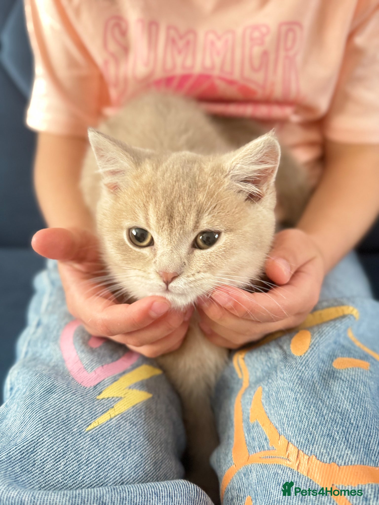 British Shorthair cats Stunning Purebred BSH - Vaccinated & Microchipped - Advert 7