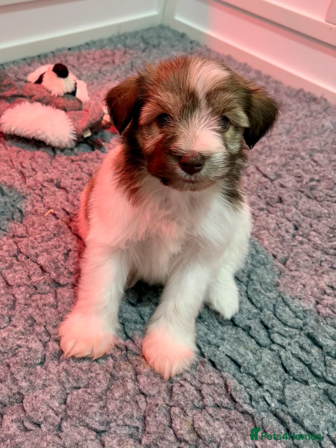 Miniature Schnauzer dogs for sale: SOLD KC Reg Miniature Schnauzers - Advert 18