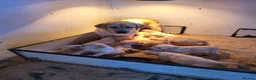 Labrador Retriever dogs for sale: Labrador puppies  - Advert 2