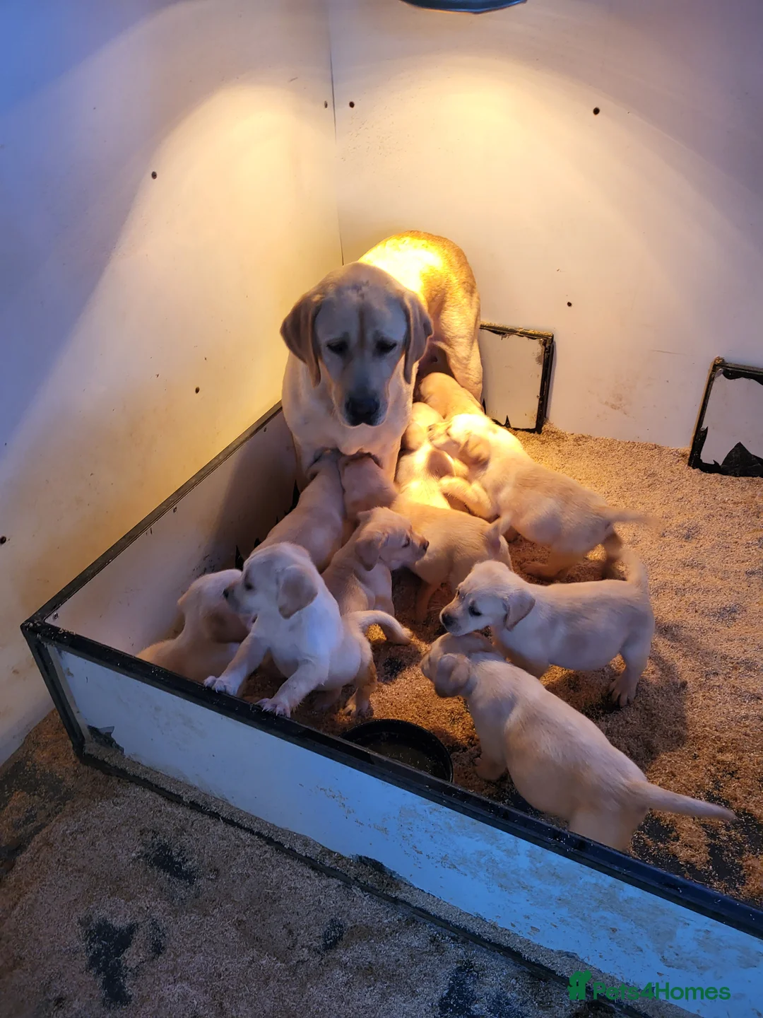 Labrador Retriever dogs for sale: Labrador puppies  - Advert 2
