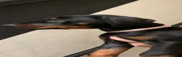 Dobermann dogs for sale: Royal KC Doberman puppies  - Advert 19