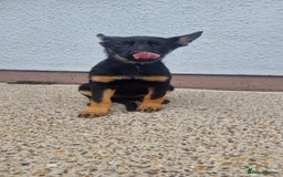 German Shepherd dogs for sale: German shepherd puppies - Image 1