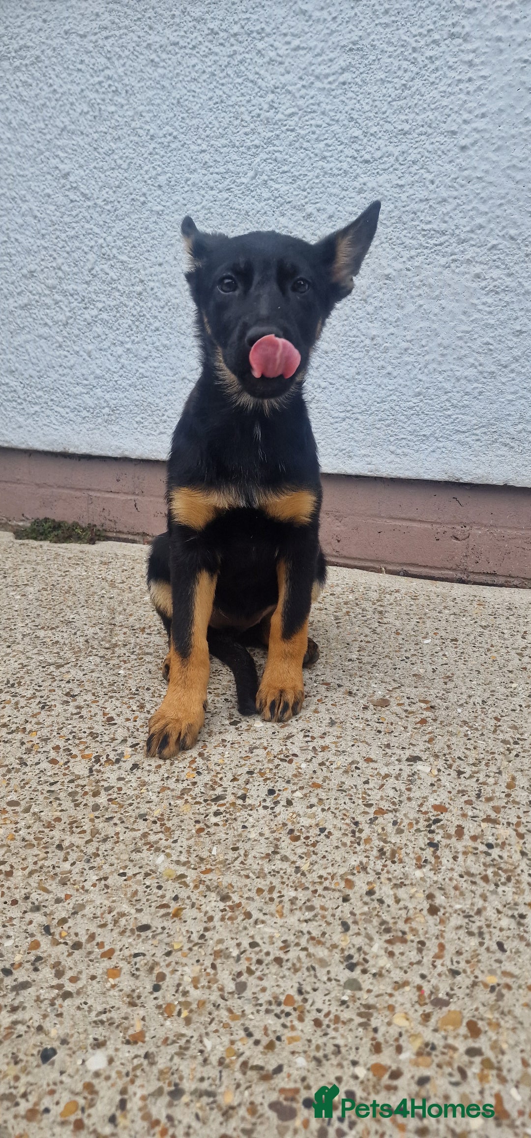 German Shepherd dogs for sale: German shepherd puppies - Image 1