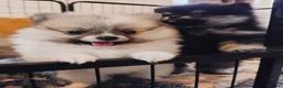 Pomeranian dogs for sale: 1 girl left - KC registered pomeranian puppies - Advert 26