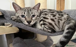 Bengal cats for sale: Beautiful bengals - Image 2