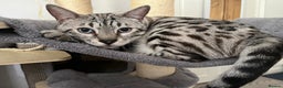Bengal cats for sale: Beautiful bengals - Advert 2