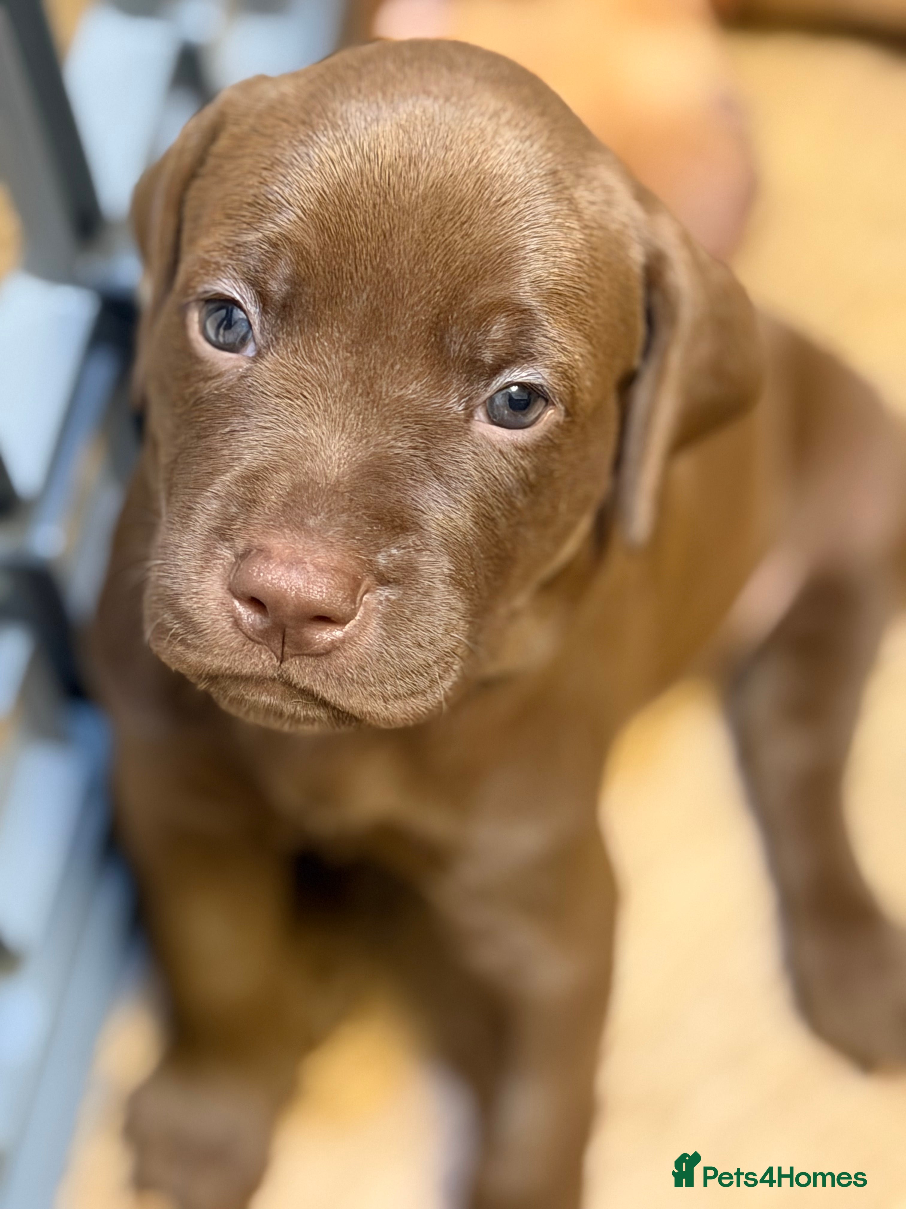 Mixed Breed dogs Beautiful Staffy/Viszla Puppies for Loving Homes - Advert 2