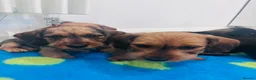 Miniature Dachshund dogs for sale: Miniature dachshund Wirehaired  - Advert 4
