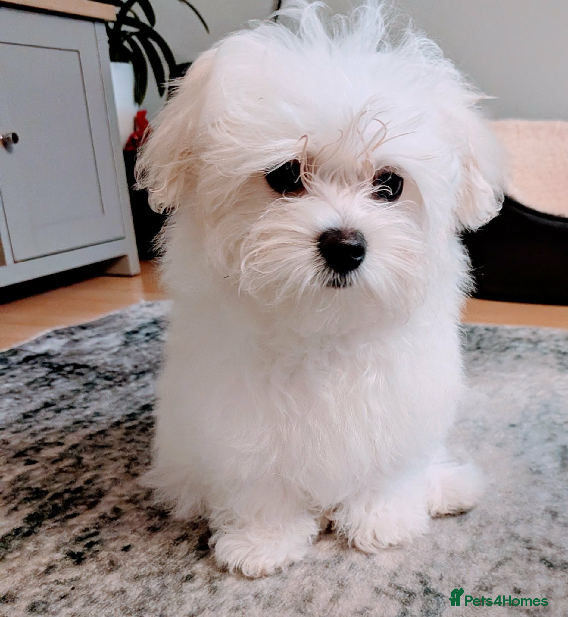 Maltese dogs Last Maltese Boy Available 🐾 KC Registered - Advert 1