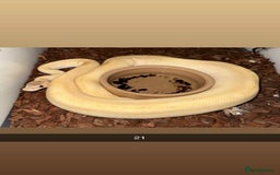 Snake reptiles for sale: Royal Python / Boa  - Image 21