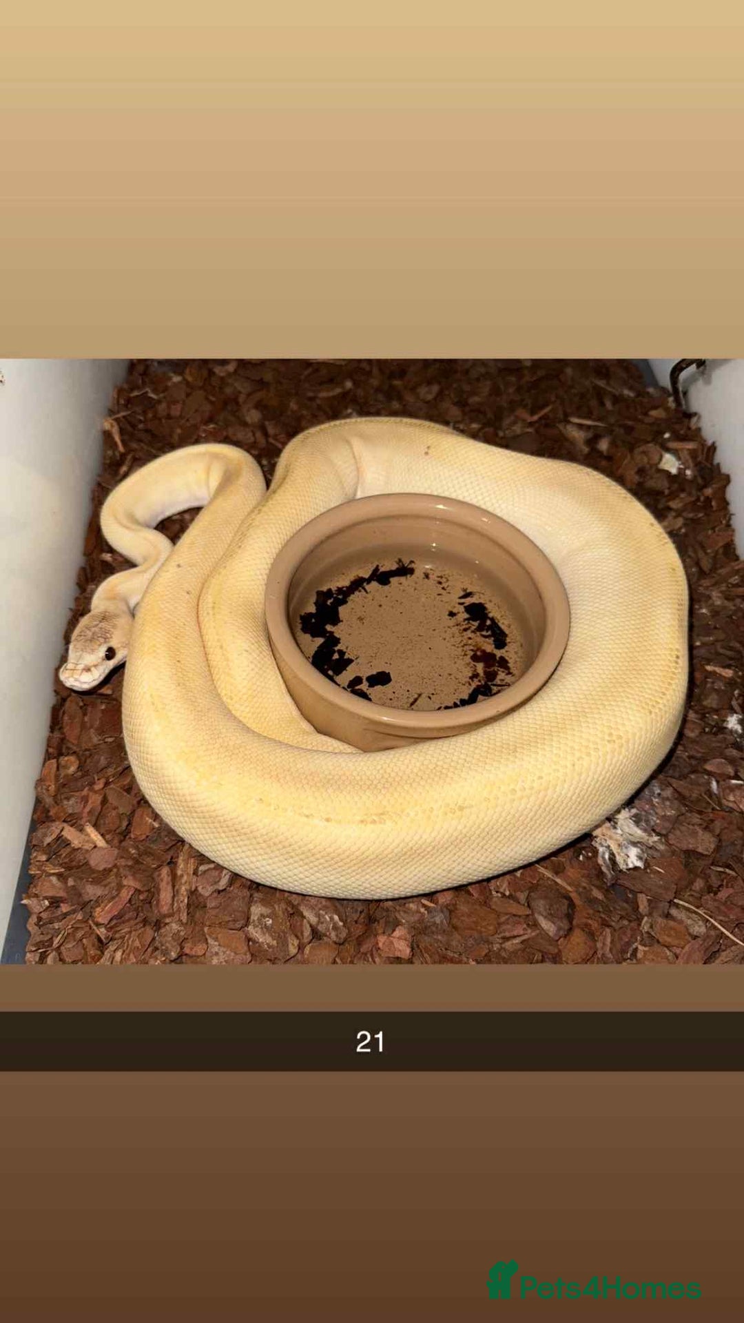Snake reptiles for sale: Royal Python / Boa  - Image 21