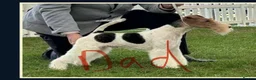 Fox Terrier dogs for sale: Gorgeous wire fox terrier  - Advert 6