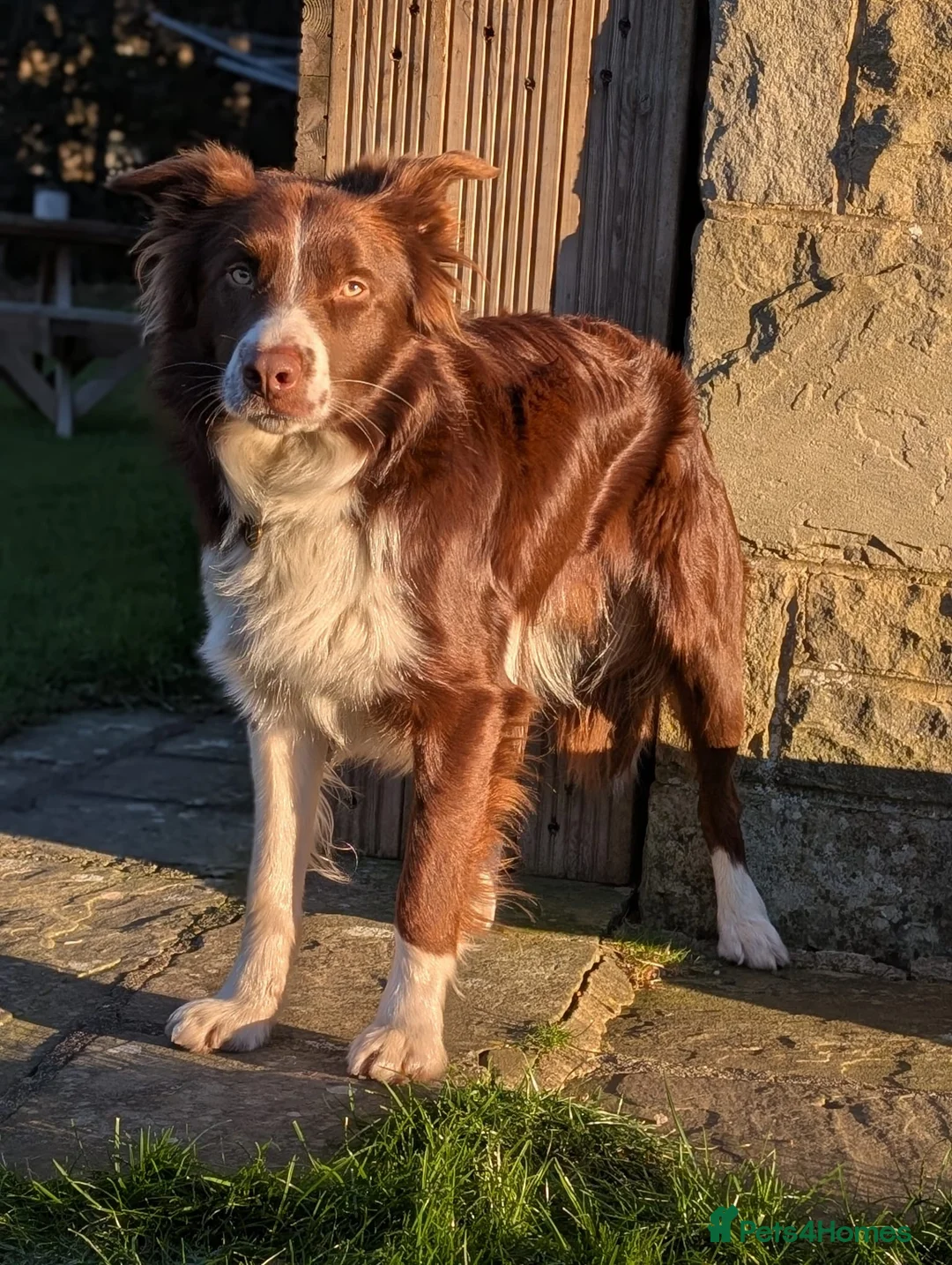 Border Collie dogs for stud: Proven Red/White Border Collie for stud - Advert 2