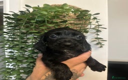 Sprocker dogs for sale: Sprocker puppies  - Image 19