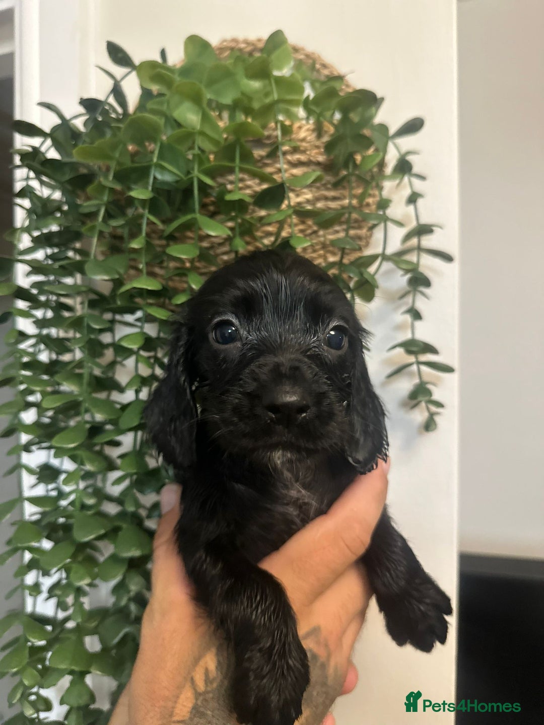 Sprocker dogs for sale: Sprocker puppies  - Image 19