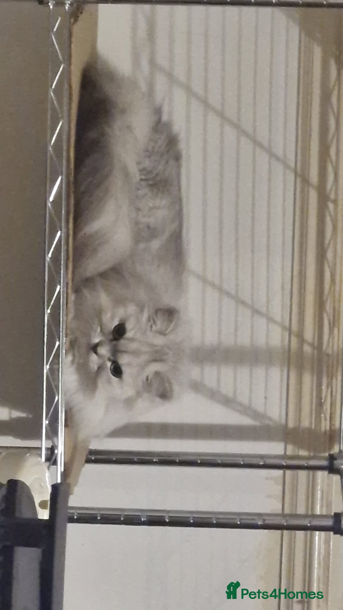 Mixed Breed cats Persian cross british short-hair kittens for salfe - Advert 2