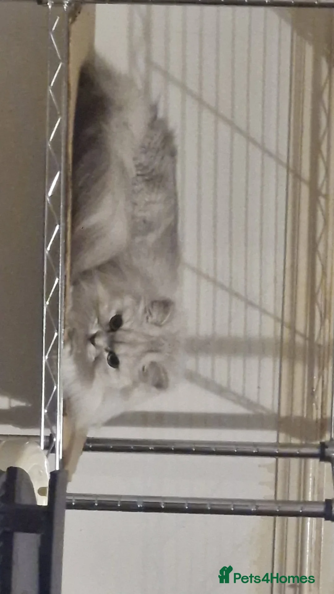 Mixed Breed cats for sale: Persian cross british short-hair kittens for sale - Advert 1