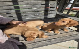 Cocker Spaniel dogs for sale: Cocker spaniel pup,FULLY VACCINATED LAST GIRL   - Image 10