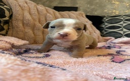 American Bully dogs for sale: American pocket bully’s  - Advert 6